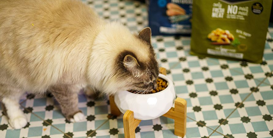 Корм для кошки с особыми потребностями: какой лучше выбрать