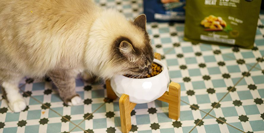 Профилактические корма для кошек