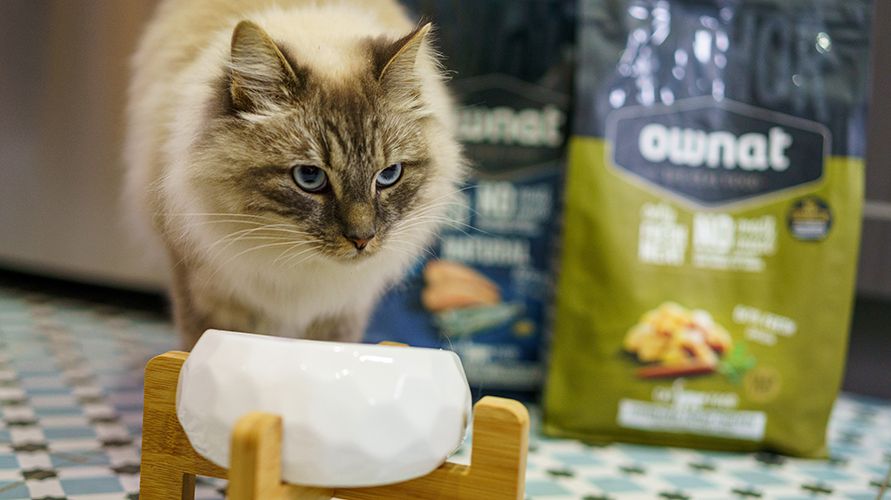 Ownat: корма для кошек и собак из Испании