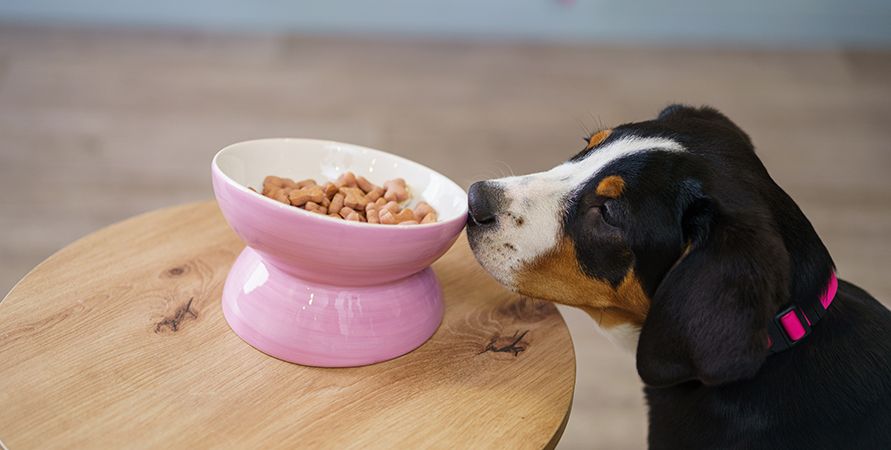 Сколько кормить собаку в день