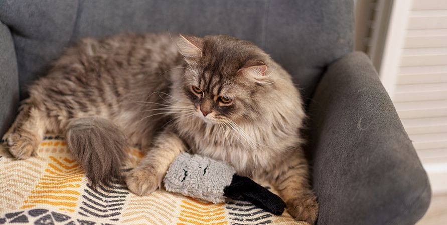 Что делать, если кошка сильно линяет