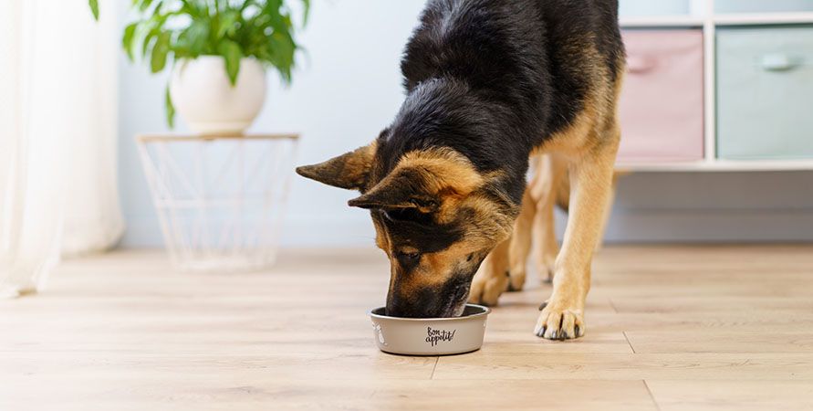 Монопротеиновый корм для собак