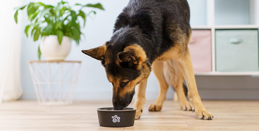 Сколько кормить собаку в день