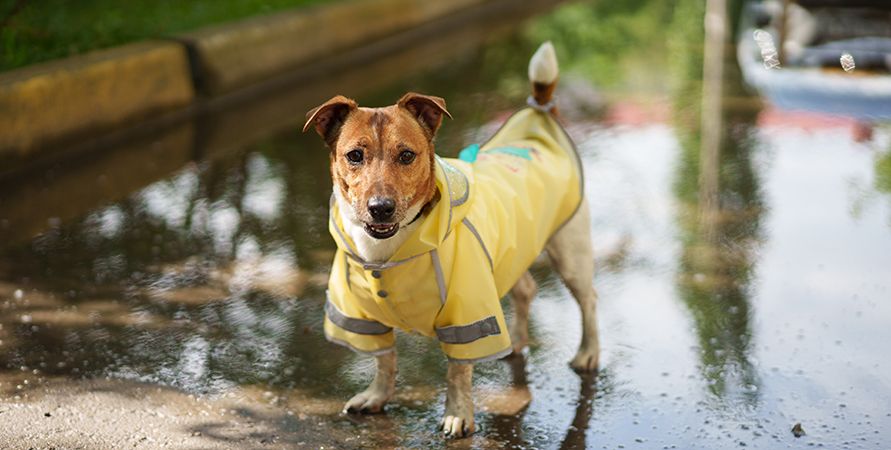 Для каких собак одежда – это необходимость