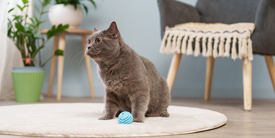 Кот не играет: причины и эффективные способы вернуть интерес к играм