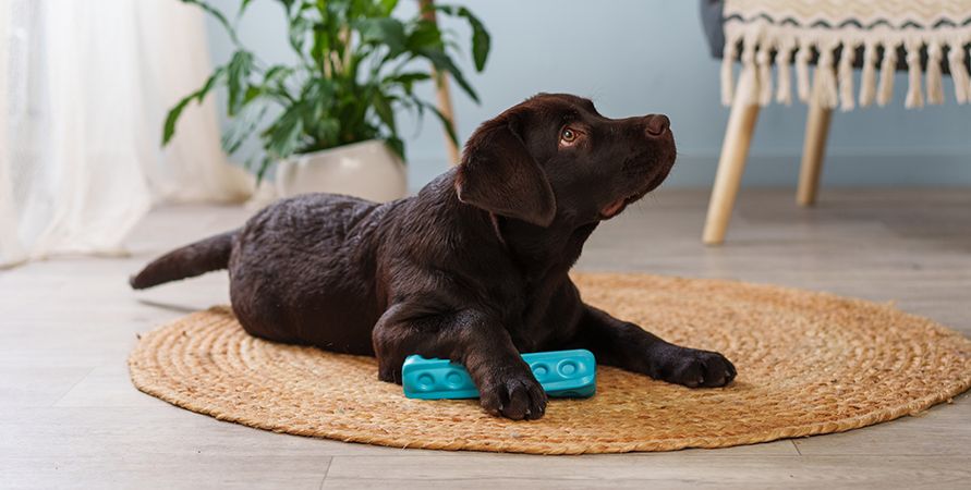 Собаки для детей: обзор пород, которые подойдут ребенку