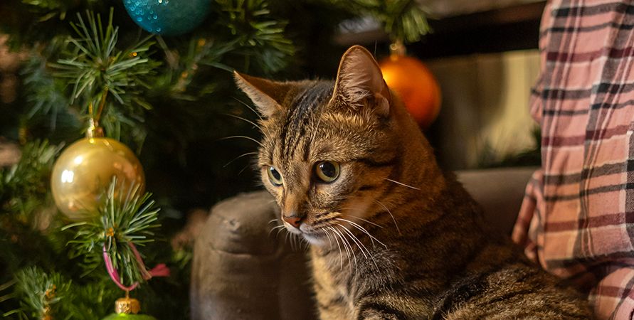 Что подарить кошке на Новый год