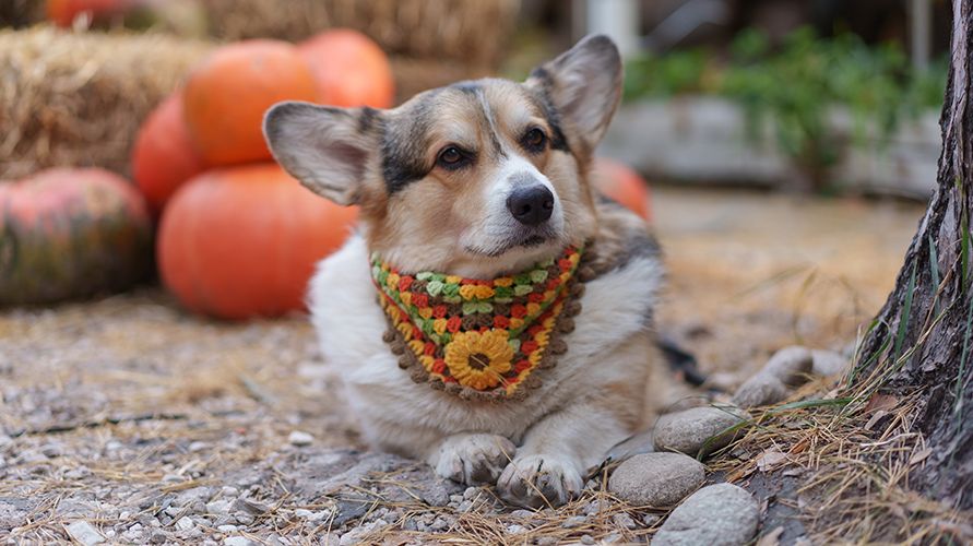 Вельш-корги: что это за порода?