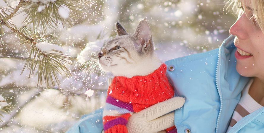 Как сфотографировать питомца