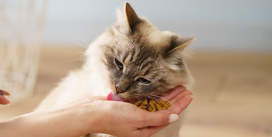 Профилактические корма для кошек