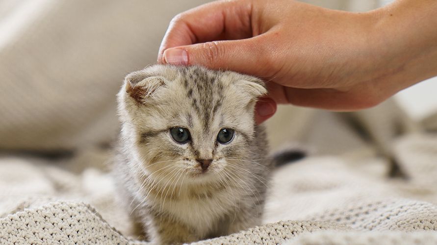 Шотландская порода кошки