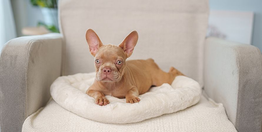 Собаки для детей: обзор пород, которые подойдут ребенку