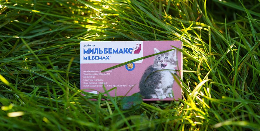Питомец на даче: о чем нужно помнить
