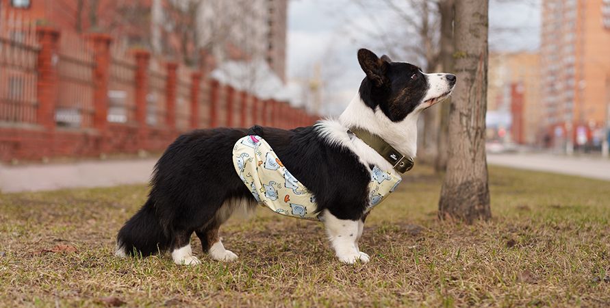 Вельш-корги: что это за порода?