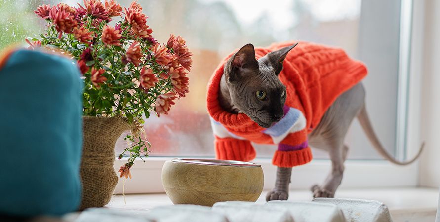 Корм для кошек Ownat