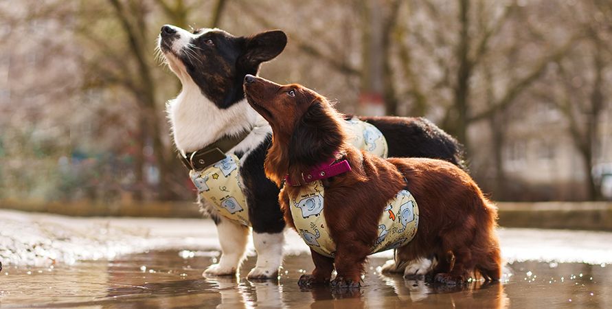 Для каких собак одежда – это необходимость