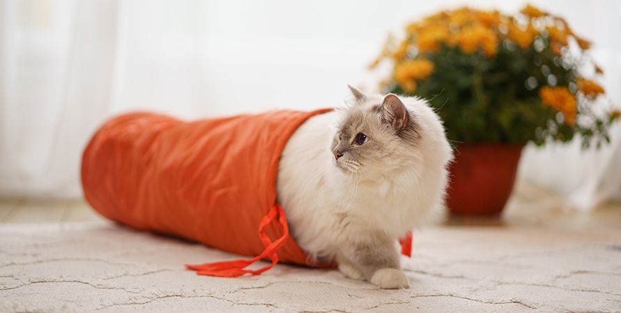 Пробиотики для кошек