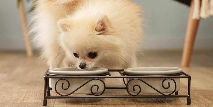 Померанский шпиц