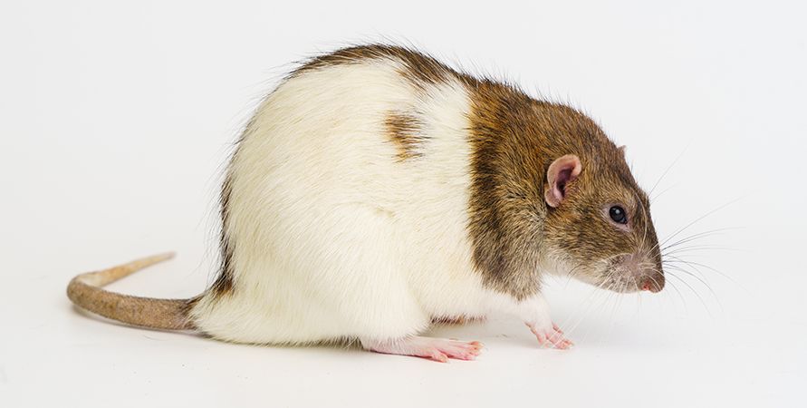 Содержание домашних крыс