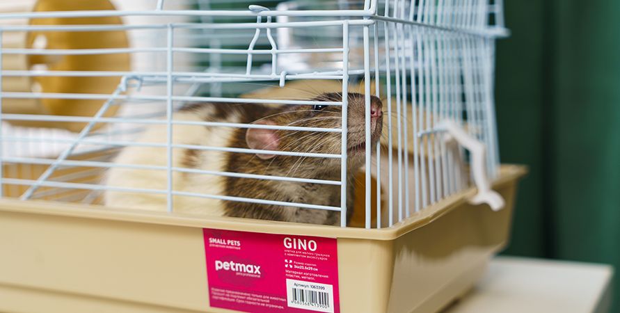 Содержание домашних крыс