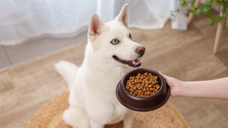 Сколько кормить собаку в день