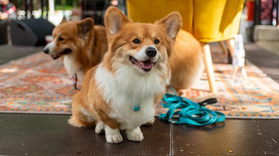 Вельш-корги: что это за порода?