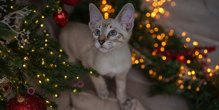 Что подарить кошке на Новый год