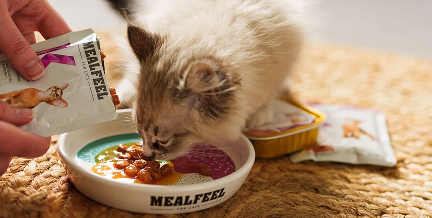 Что делать, если кошка сильно линяет