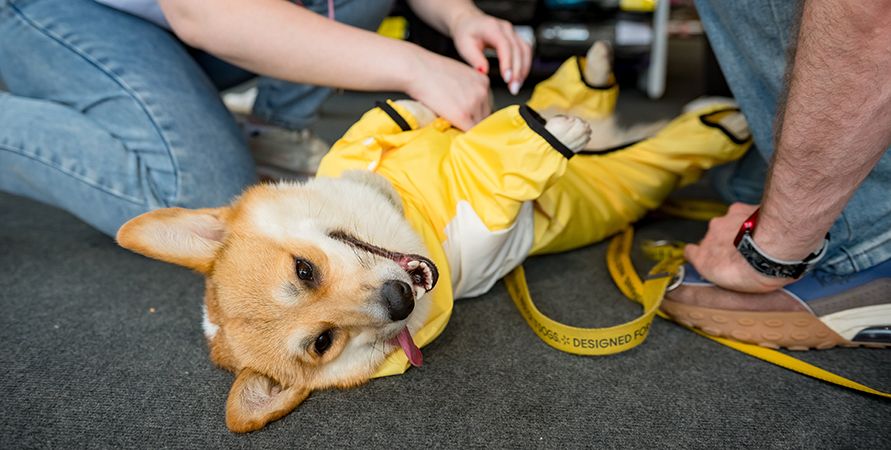 Для каких собак одежда – это необходимость