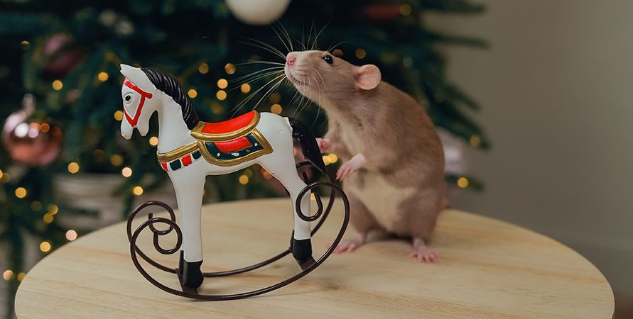 Что подарить питомцу на Новый год