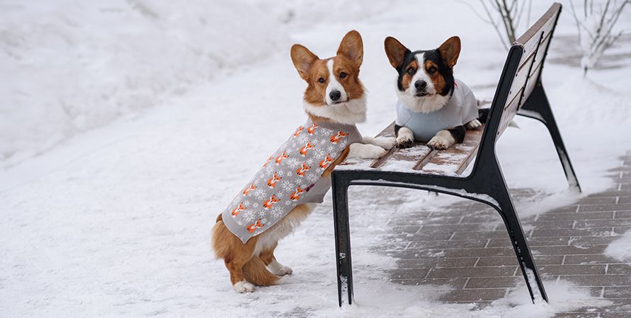 Вельш-корги: что это за порода?