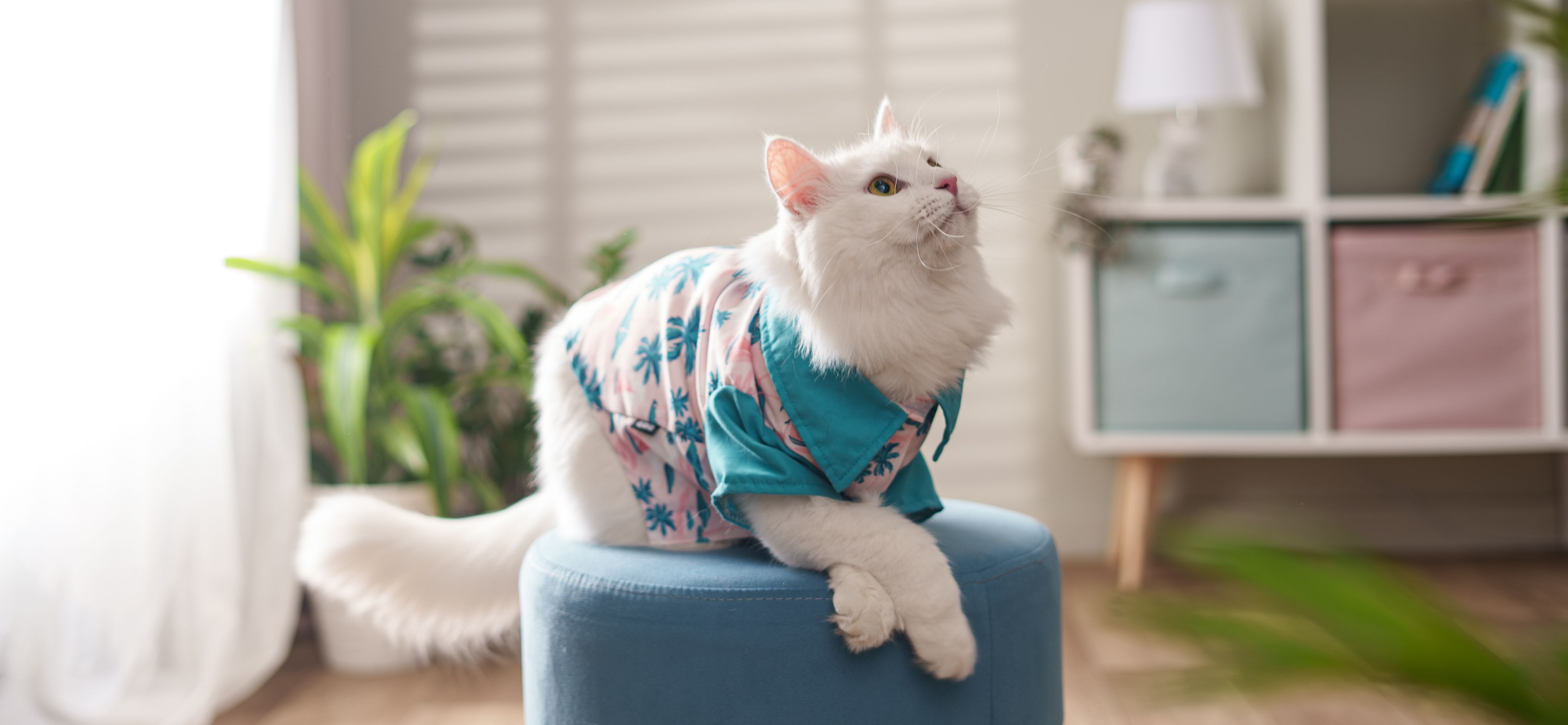Охлаждающие аксессуары для кошек и собак
