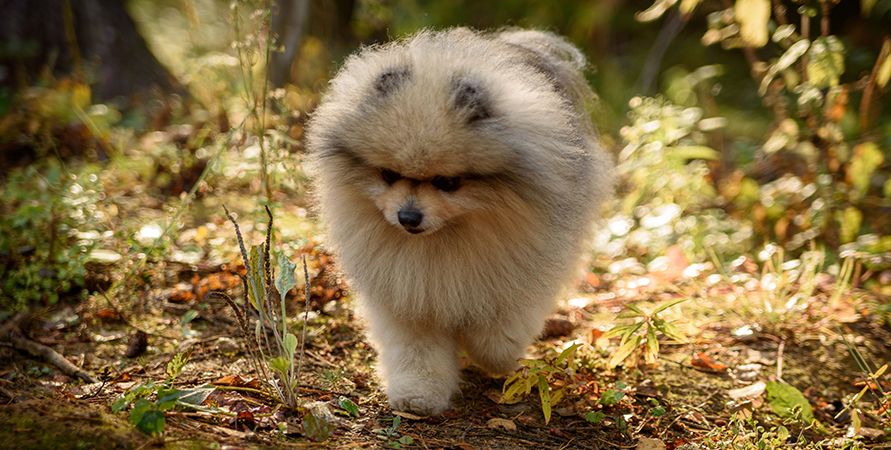 Померанский шпиц