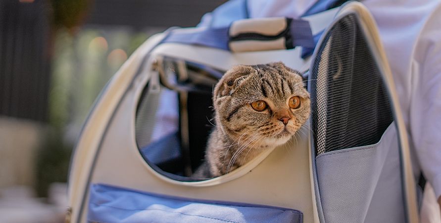 Как приучить кошку к переноске