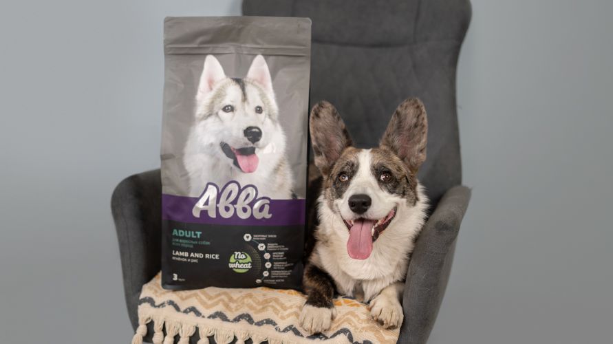 Вельш-корги: что это за порода?