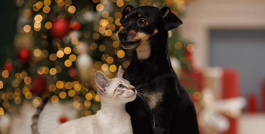 Как сфотографировать питомца