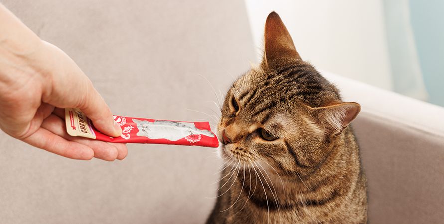 Пробиотики для кошек