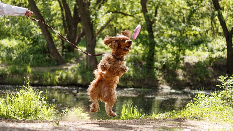 Выбираем игрушку для питомца в поездку или на дачу