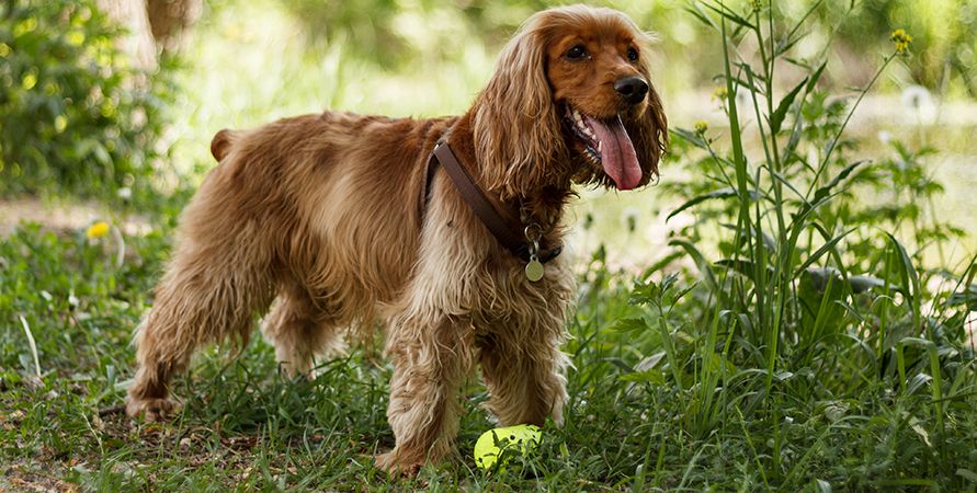 Чем кормить кокер-спаниеля