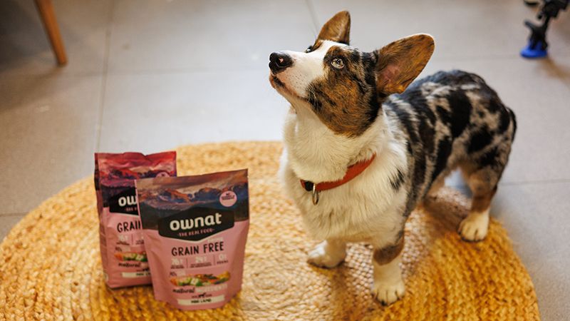 Ownat: корма для кошек и собак из Испании