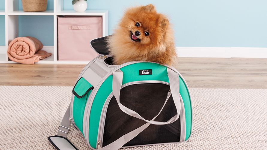 Померанский шпиц