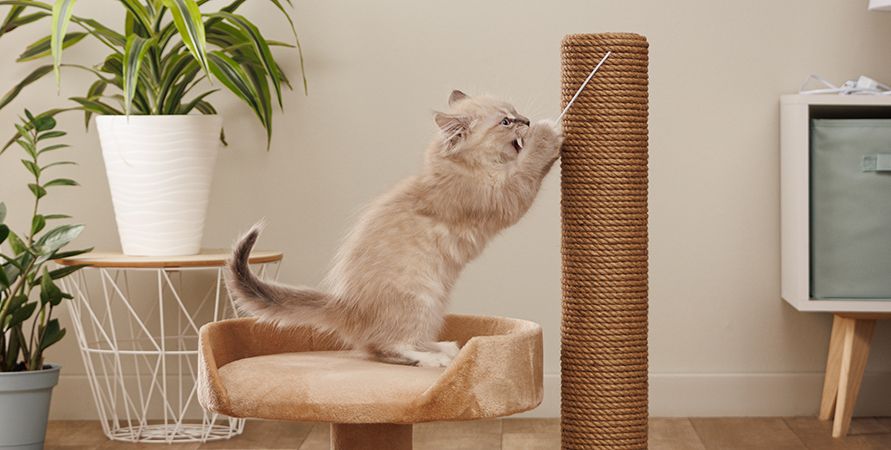 Что подарить кошке на Новый год