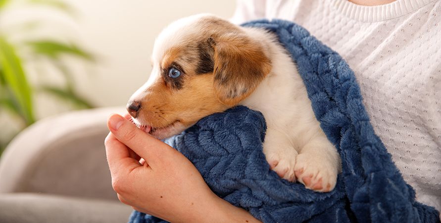 Сколько кормить собаку в день