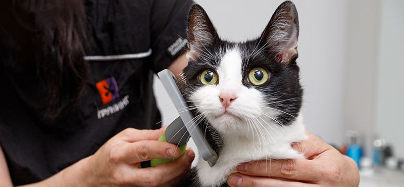 Завели питомца? Подборка необходимых товаров для нового члена семьи