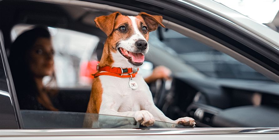 IMG_8651 копия_891х450.jpg