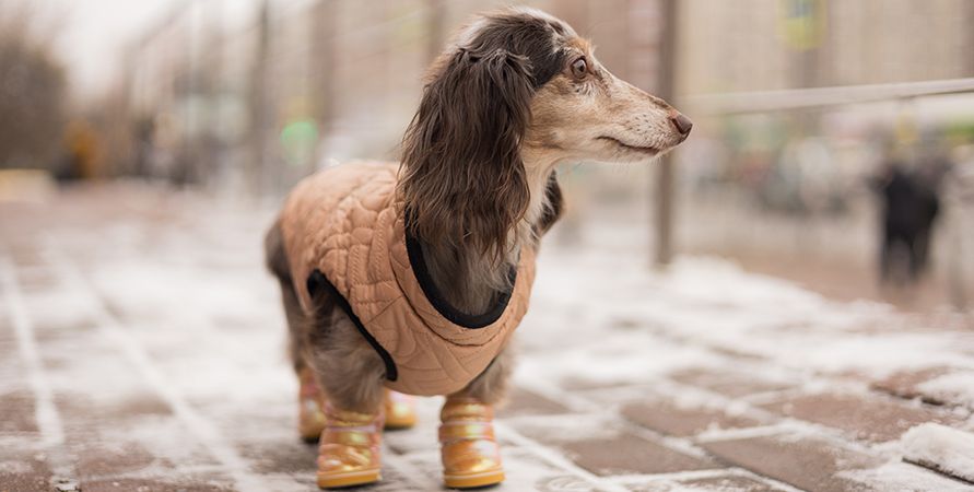 Как защитить собаку от грязи и холода осенью