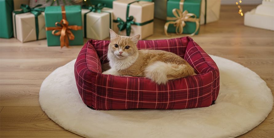 Что подарить питомцу на Новый год