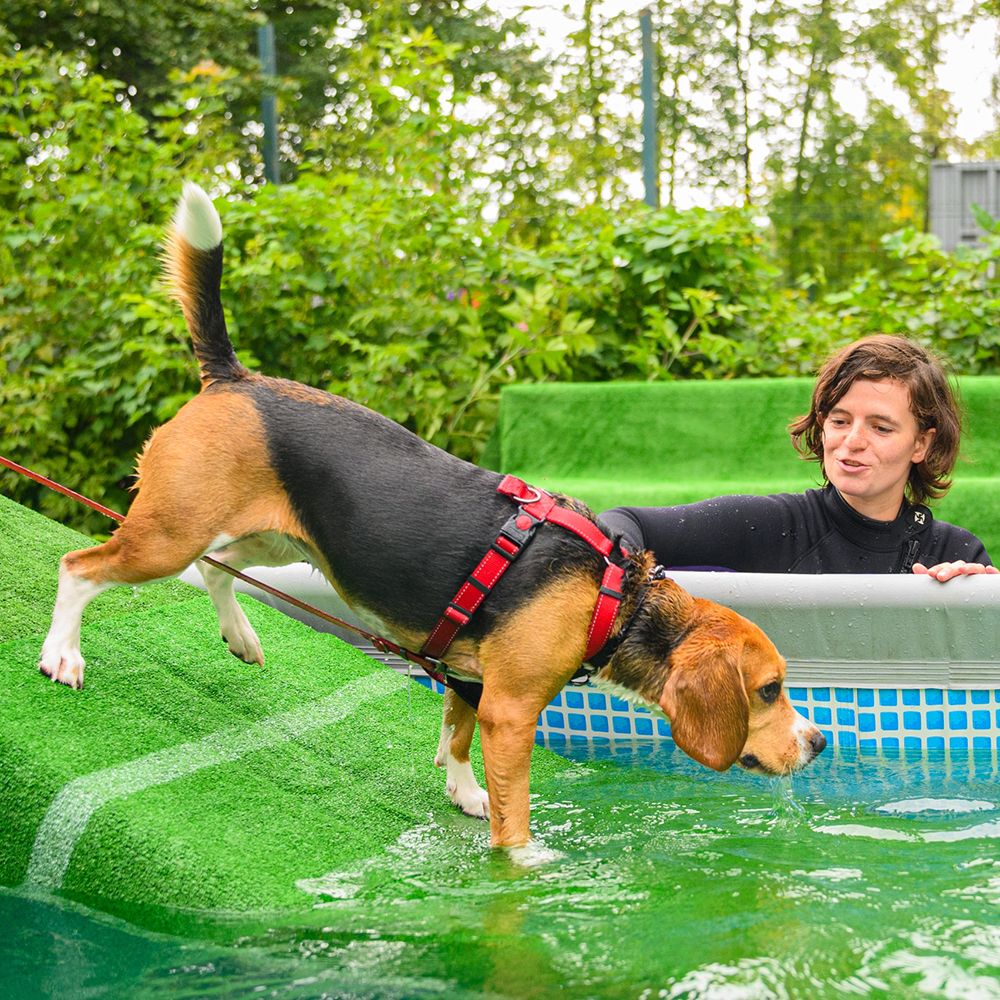 Итоги Четыре Лапы ФЕСТа 2025