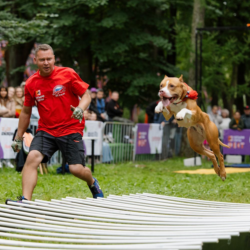 Итоги Четыре Лапы ФЕСТа 2025