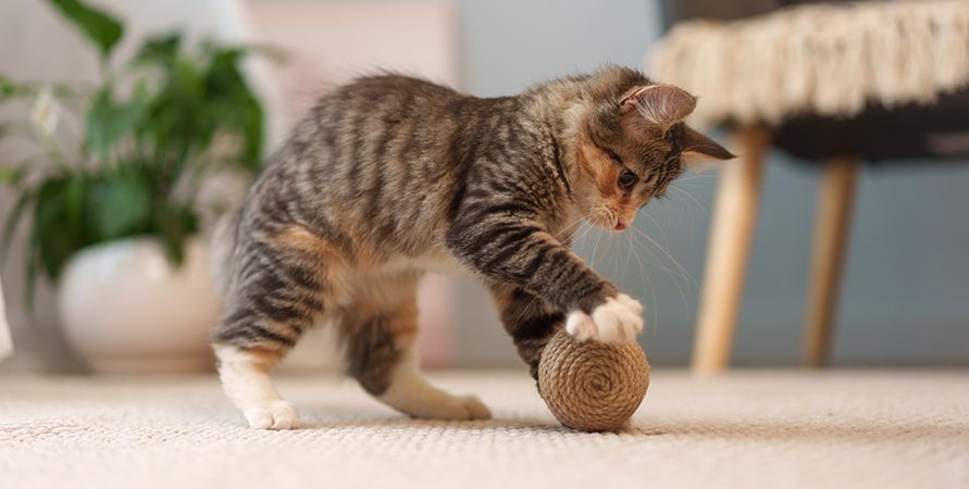 аирчаир (85)_891х450.jpg